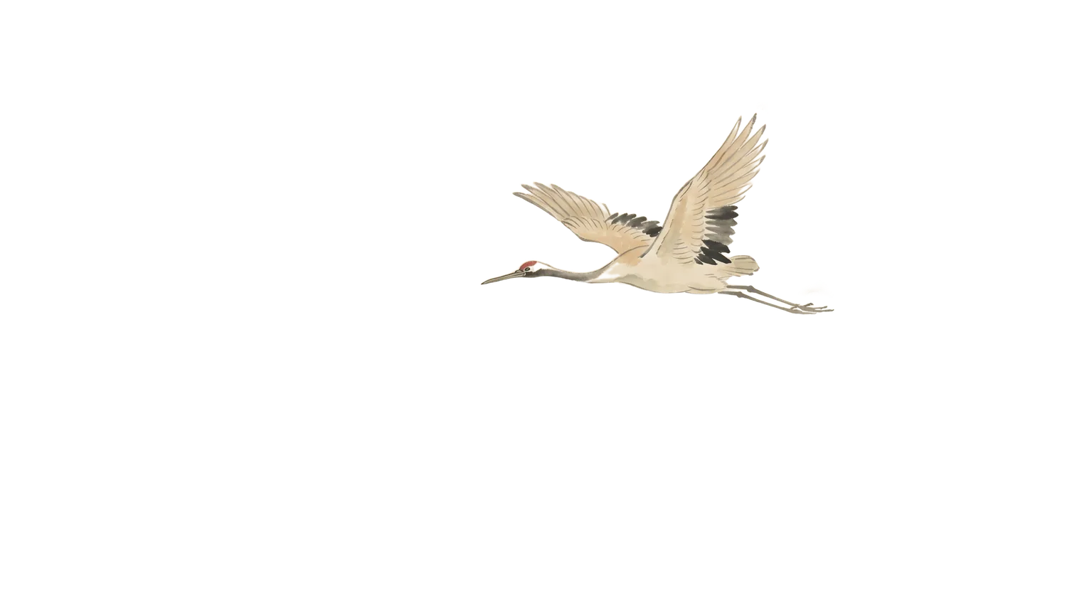 Ink-wash study of a crane in flight